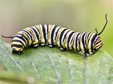how many syllables does caterpillar have
